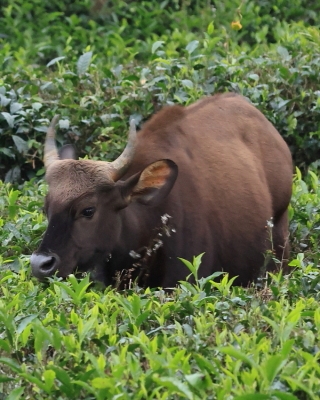 Gaur indyjski - Bos gaurus - Gaur