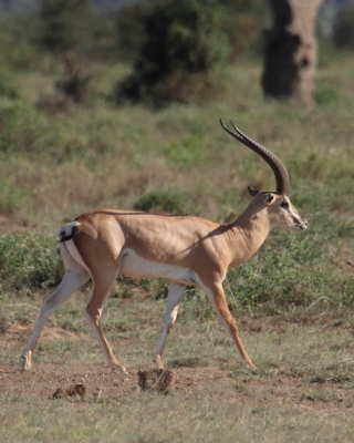 Gazela Granta - Nanger granti - Grant's gazelle 
