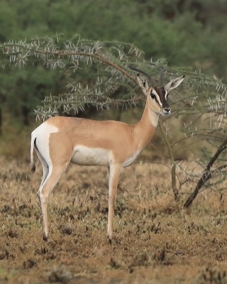 Gazelka pręgogłowa - Nanger soemmerringii  - Soemmerring's gazelle