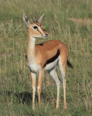 Gazelopka sawannowa - Eudorcas thomsonii - Thomson's gazelle