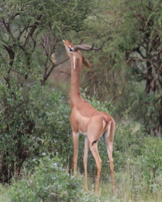 Gerenuk długoszyi - Litocranius walleri - Gerenuk
