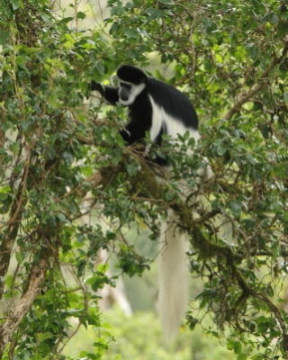Gereza abisyńska - Colobus guereza - Guereza colobus