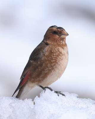 Gilak ciemnogłowy - Rhodopechys sanguineus - Eastern Crimson-winged Finch
