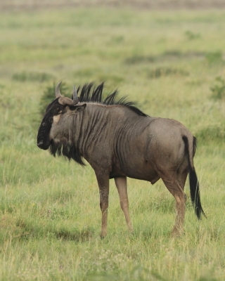 Gnu pręgowane - Connochaetes taurinus - Blue wildebeest