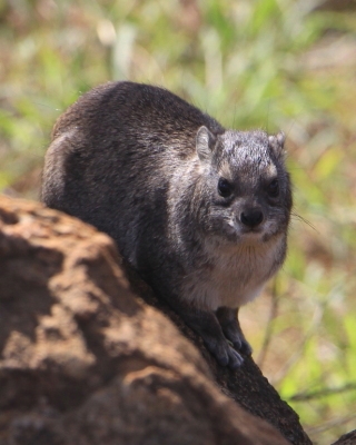 Góralek stepowy - Heterohyrax brucei - Bush hyrax