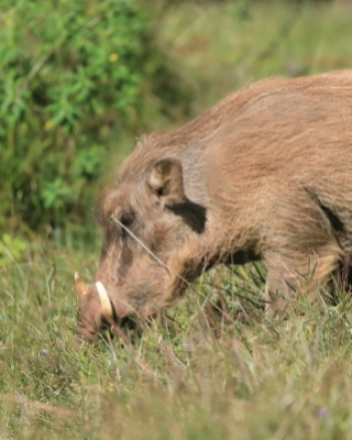 Guziec pustynny - Phacochoerus aethiopicus - Desert Warthog