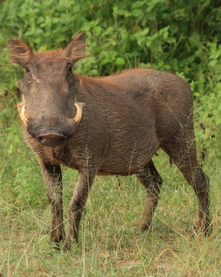 Guziec zwyczajny - Phacochoerus africanus - Common Warthog