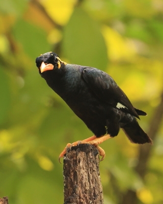 Gwarek malabarski - Gracula indica - Southern Hill Myna