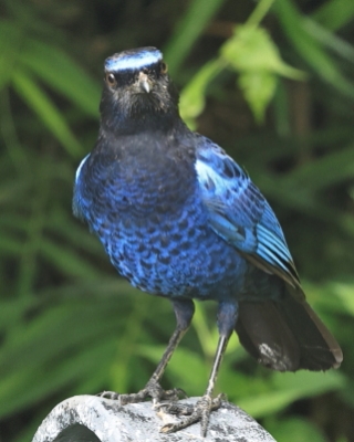 Gwizdokos malabarski - Myophonus horsfieldii - Malabar Whistling-Thrush