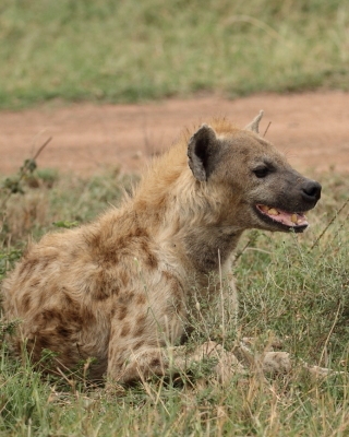 Krokuta cętkowana - Crocuta crocuta - Spotted hyaena
