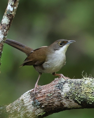 Hispaniol oliwkowy - Calyptophilus frugivorus - Eastern Chat-Tanager