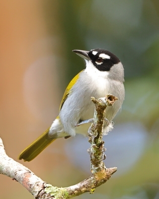Hispaniolczyk czarnołbisty - Phaenicophilus palmarum - Black-crowned Palm-Tanager