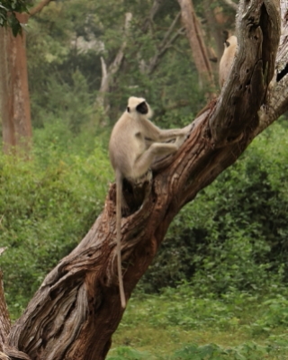 Hulman czarnołapy - Semnopithecus hypoleucos - Black-footed gray langur