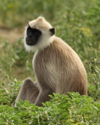 Hulman czubaty - Semnopithecus priam - Tufted gray langur