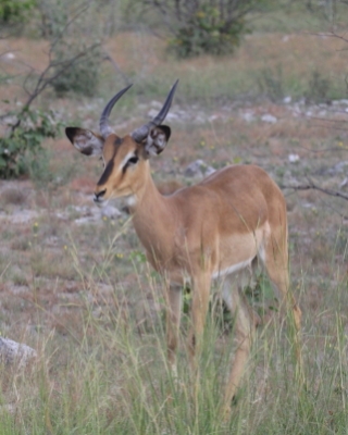 Impala zwyczajna - Aepyceros melampus - Impala