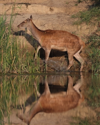 Jeleń szlachetny - Cervus elaphus - Red deer