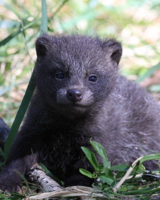 Jenot azjatycki - Nyctereutes procyonoides - Raccoon dog