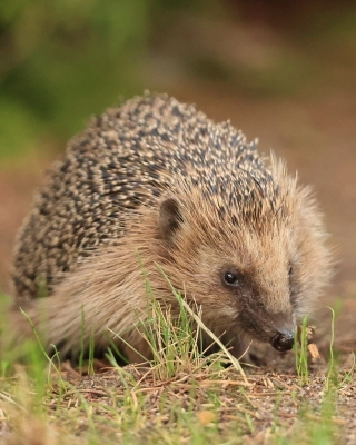 Jeż zachodni - Erinaceus europaeus - European hedgehog