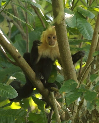 Kapucynka czarnobiała - Cebus capucinus - White-faced capuchin