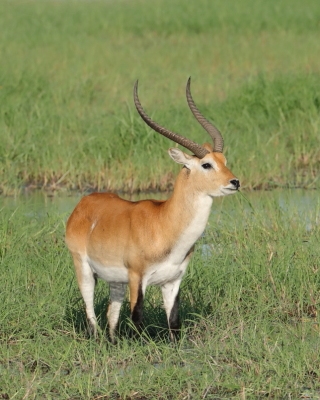 Kob moczarowy - Kobus leche - Southern Lechwe