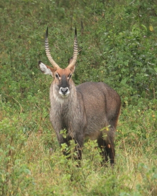 Kob śniady - Kobus ellipsiprymnus - Waterbuck