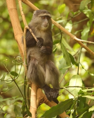 Koczkodan czarnosiwy - Cercopithecus mitis - Blue monkey