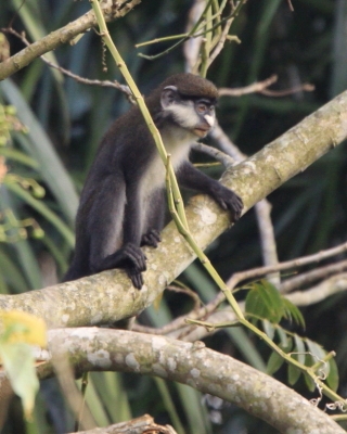 Koczkodan rudoogonowy - Cercopithecus ascanius - Red-tailed monkey