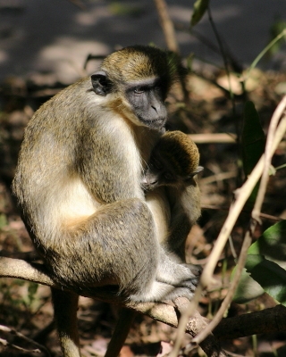 Kotawiec jasnonogi - Chlorocebus sabaeus - Green monkey