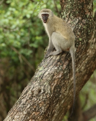 Kotawiec sawannowy - Chlorocebus pygerythrus - Vervet monkey