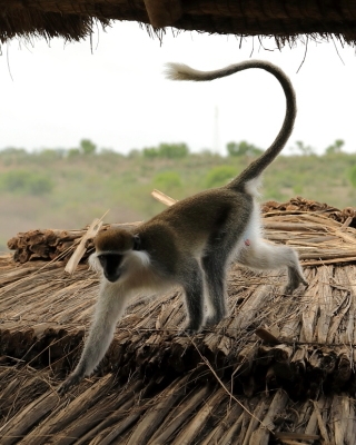 Kotawiec zielonosiwy - Chlorocebus aethiops - Grivet monkey