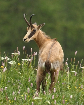 Kozica - Rupicapra rupicapra - Alpine chamois