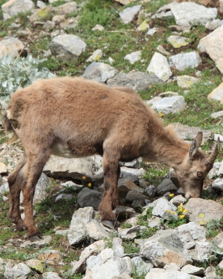 Koziorożec - Capra ibex - Alpine ibex