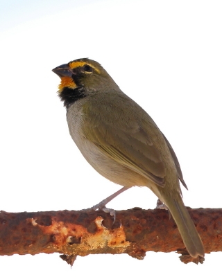 Kubanik - Tiaris olivaceus - Yellow-faced Grassquit