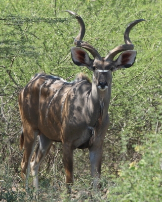 Kudu wielkie - Tragelaphus strepsiceros - Greater kudu