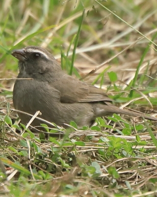 Kulczyk skromny - Crithagra tristriata - Brown-rumped Seedeater