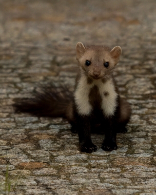 Kuna domowa - Martes foina - Beech marten