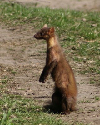 Kuna leśna - Martes martes - Pine marten