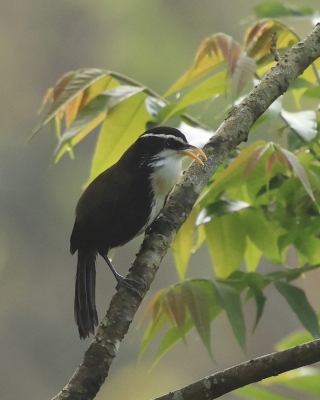 Łączniak żółtodzioby - Pomatorhinus horsfieldii - Indian Scimitar-Babbler