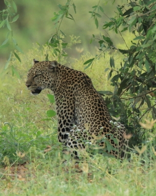 Lampart plamisty - Panthera pardus - Leopard 