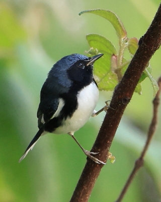 Lasówka granatowa - Setophaga caerulescens - Black-throated Blue Warbler