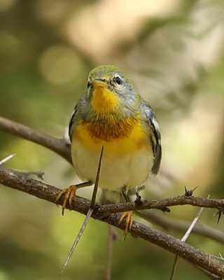 Lasówka obrożna - Setophaga americana - Northern Parula
