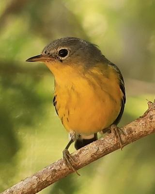 Lasówka sosnowa - Setophaga pinus - Pine Warbler