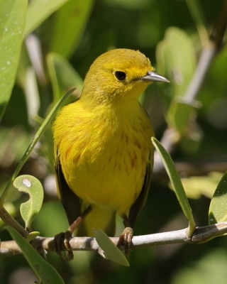 Lasówka zbroczona - Setophaga aestiva - American Yellow Warbler