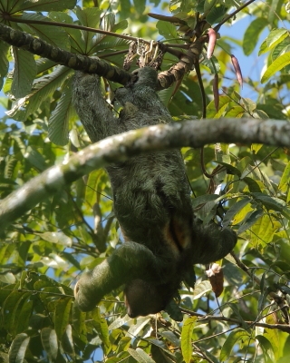 Leniwiec dwupalczasty Choloepus didactylus - Linnaeus's two-toed sloth 