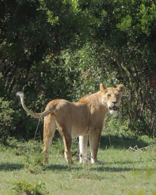 Lew afrykański - Panthera leo - Lion 