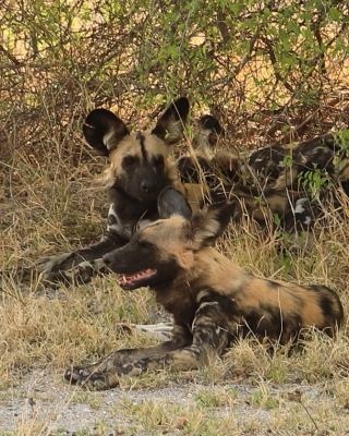 Likaon pstry - Lycaon pictus - African Wild Dog