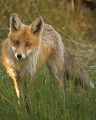 Lis - Vulpes vulpes - Red fox 