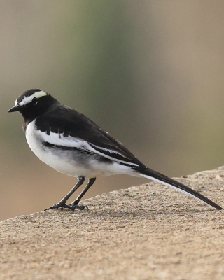 Pliszka żałobna - Motacilla maderaspatensis - White-browed Wagtail