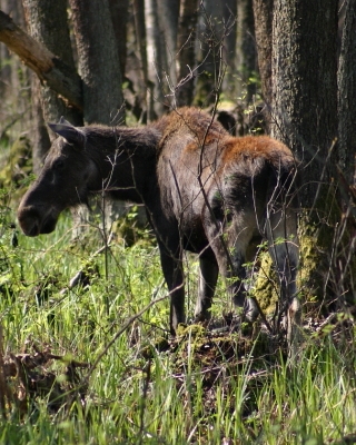 Łoś euroazjatycki - Alces alces - Moose
