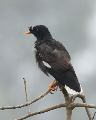 Majna szara - Acridotheres fuscus - Jungle Myna